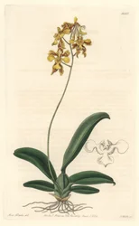 Orchidee oncidium yellow, native to Brazil - Sarah Anne Drake (1803-1857)のイラストからS.Wattsが描いたWater forte、Botanical Registerより。