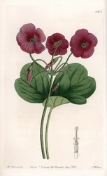 Oxalis de Bowie - イギリスのSydenham Edwards (1768-1819)のBotanical Registerに掲載されているSarah Anne Drake (1803-1857)のイラストをS.Wattsがエングレービングしたもの。