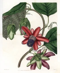 Passion Variete - イギリスのSydenham Edwards (1768-1819)のBotanical Registerに掲載されているSarah Anne Drake (1803-1857)のイラストをS.Wattsがエングレーヴィングしたもの。