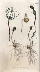 エンドウ、異なる発芽段階にあるマメ科植物の種子。彩色銅版画、ランベス植物園（イングランド）の『植物学講義』のためのサイデナム・エドワーズ（1768-1819）による挿絵