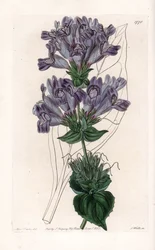 Penstemon Variete - イギリスのSydenham Edwards (1768-1819)のBotanical Registerに掲載されているSarah Anne Drake (1803-1857)のイラストをS.Wattsがエングレーヴィングしたもの。
