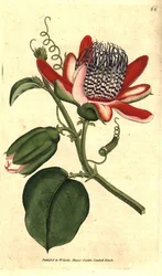 Perfumee grenadilla (or refresco maracuja) - (翼のあるパッションフラワー、Passiflora alata。William Curtis