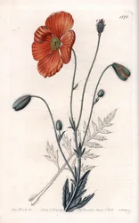 Persian Poppy Variete - イギリスのSydenham Edwards（1768-1819）のBotanical Registerに掲載されているSarah Anne Drake（1803-1857）のイラストをS.Wattsがエングレーヴィングしたもの。