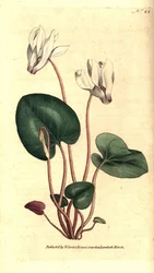 シクラメン・フローリスト - Persian cyclamen, Cyclamen persicum.William Curtis