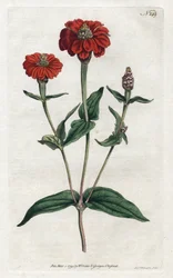 ペルーのジニア（ブレジン） - Sydenham Edwards（1768-1819）によるリトグラフ、William Curtis（1746-1799）の『Botanical Magazine』より。