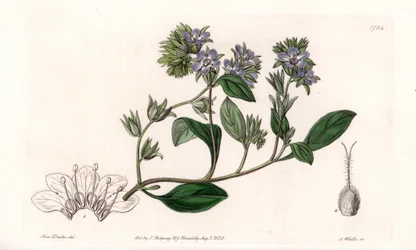 Phacelia, endemic of California - イギリスのSydenham Edwards (1768-1819)のBotanical Registerに掲載されたSarah Anne Drake (1803-1857)のイラストをS.Wattsがエングレービングしたもの。
