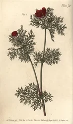 キジの目、Adonis annua、Polygynia、多くの雌しべを持つ両性具有の花。の植物園で行われたWilliam Curtis