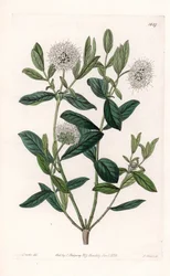 Pimelea Variete - イギリスのSydenham Edwards (1768-1819)のBotanical Registerに掲載されているSarah Anne Drake (1803-1857)のイラストをS.Wattsがエングレーヴィングしたもの。