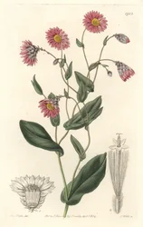 オーストラリア原産のピンクのロダンテ - S. Watts strong water from an illustration by Sarah Anne Drake (1803-1857), from the Botanical Register