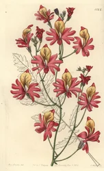 貧乏人の蘭、Schizanthus grahamii（鈍い花びらのシザンサス、Schizanthus retusus）。Sydenham Edwards