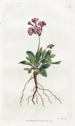 Primevere marginee - Sydenham Edwards (1768-1819)によるリトグラフ、William Curtis