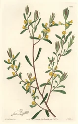 Pultanea flexilis（オーストラリア原産） - S. Watts強い水、Sarah Anne Drake（1803-1857）のイラストより、Botanical Registerより。