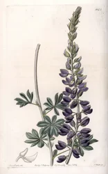 Purple Lupine Variete - イギリスのSydenham Edwards(1768-1819)のBotanical Registerに掲載されたSarah Anne Drake(1803-1857)のイラストをS.Wattsがエングレーヴィングしたもの。