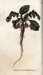 ラディッシュ、ポタジェールの根。ランベス植物園（イギリス）の植物学会議のために、サイデナム・エドワーズ（1768-1819）が描いたカラー銅版画。