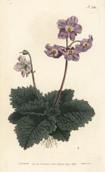ピレネーのラモンディ（またはラモンデ） - ピレネーのスミレ、Ramonda myconi（Borage-Lev