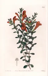 Red Clinopode Variete - イギリスのSydenham Edwards(1768-1819)のBotanical Registerに掲載されたSarah Anne Drake(1803-1857)のイラストをS.Wattsがエングレーヴィングしたもの。