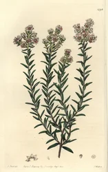 赤いスーランジア（Soulangia rubra）。Sydenham Edwards