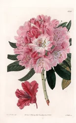 Rhododendron Hybrid Variete - イギリスのSydenham Edwards(1768-1819)のBotanical Registerに掲載されたSarah Anne Drake(1803-1857)のイラストをS.Wattsがエングレーヴィングしたもの。