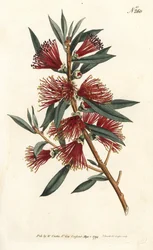 リンスボトルシトリン、ボトルリンス、またはレッドピンプラント - クリムゾンボトルブラシ、Callistemon citrinus（ハーシュ・レヴドメトロシデロス、Metrosideros citrina）。ウィリアム・カーティスの『Bo』に掲載されたシデナム・エドワーズのイラストをもとに、サンソムが描いた手彩色の銅版画。