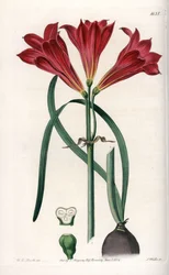 Rodophiale bifide - イギリスのSydenham Edwards (1768-1819)のBotanical Registerに掲載されたSarah Anne Drake (1803-1857)のイラストをもとにS.Wattsがエングレービングしたボード。