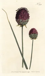 丸い頭のニンニク、Allium sphaerocephalon（紫の頭のニンニク、Allium descendens）。ロンドンのWilliam Curtis