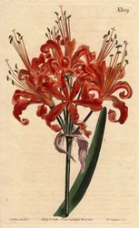 サーモンカラーのアマリリス、カーリーオレンジの花が一本の足から開花する。サーモンカラーのアマリリス、一本の茎からカーリーオレンジの花が咲く。アマリリスの屈辱。の植物図鑑からの手彩色銅版画。