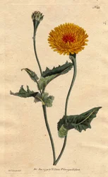 タンジールのスコルゾネラ（またはサルシフィ）またはケシの葉の毒蛇草：黄色の花にクリムゾンのフライハートが付いています。タンジールのスコルソネラまたはケシの葉の毒蛇草：黄色の花にクリムゾンの斑点のある中心部。"バーバリー沿岸のタンジールの原産"スコルゾネラ