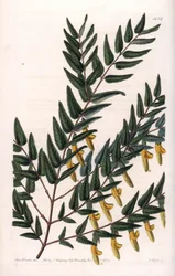 Scotia a smooth branches - イギリスのSydenham Edwards (1768-1819)のBotanical Registerに掲載されているSarah Anne Drake (1803-1857)のイラストをS.Wattsがエングレービングしたもの。