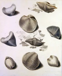 貝殻と海の植物（紙に鉛筆、ペン、インク、水彩）（351984、351986、351987も参照）
