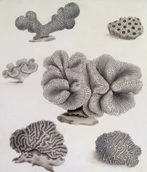 貝殻と海中植物（鉛筆、ペン、インク、水彩）（351985、351986、351987も参照）