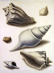 貝殻と海の植物（鉛筆、ペン、インク、水彩、紙）（351984、351985、351987も参照）