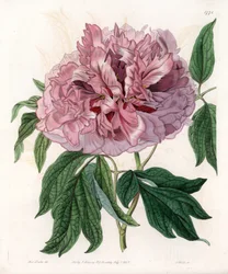 低木のシャクヤクまたは羊のシャクヤク - イギリスのSydenham Edwards（1768-1819）のBotanical Registerに掲載されたSarah Anne Drake（1803-1857）のイラストをS.Wattsがエングレービングしたボード。