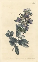 低木のジャーマンダー、Teucrium fruticans (Teucrium latifolium) - ロンドンのWilliam Curtis