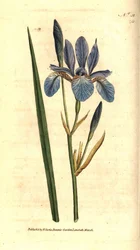 シベリアン・アイリス - Siberian Iris, Iris sibirica.William Curtis