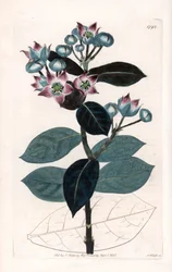 Sodom Apple Tree or Silk Tree - イギリスのSydenham Edwards (1768-1819)のBotanical Registerに掲載されたSarah Anne Drake (1803-1857)のイラストをS.Wattsがエングレーヴィングしたものです。
