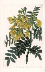 South American sophora variete - イギリスのSydenham Edwards（1768-1819）のBotanical Registerに掲載されているSarah Anne Drake（1803-1857）のイラストをS.Wattsがエングレーヴィングしたもの。
