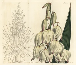 スパニッシュ・ダガー、または見事なアダムズ・ニードル、ユッカ・グロリオサ（Yucca gloriosa）。William Curtis