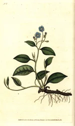 Spring Omphalodes or Printaniere Little Borage - Creeping navelwort, Omphalodes verna (blue navelwort, Cynoglossum omphalodes).William Curtis