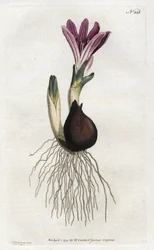 Sydenham Edwards（1768-1819）によるリトグラフ、William Curtis