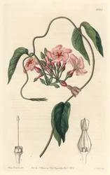 Stellar echite, native of Brazil - Water forte by S. Watts from an illustration by Sarah Anne Drake (1803-1857), from Botanical Register