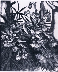 Stinking Hellebore, Nature in Britain (Collins社)