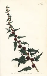 バゲットに入ったストロベリースピナッチ - ハゴロモアカザ、Chenopodium foliosum（ストロベリーブライト、Blitum virgatum）。ウィリアム・カーティスのボタニカル・マガジン、ロンドンに掲載されたシデナム・エドワーズの挿絵に基づき、サンソムが版刻