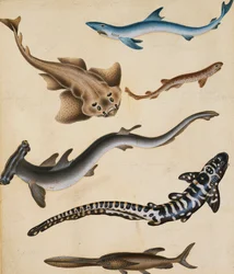 サメ、パイクフィッシュ、コイ、ギルヘッドなどの魚の研究、