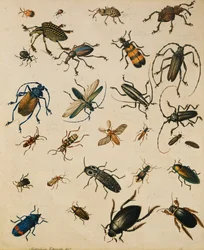 昆虫の研究