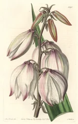 Superb Yucca - Water forte by S. Watts from an illustration by Sarah Anne Drake (1803-1857), from the Botanical Register