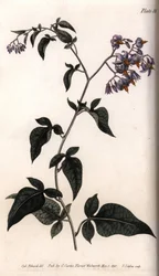 セイヨウヒヨドリジョウゴ。彩色銅版画、Conferences of Botanical、ランベス植物園（イングランド）のためのシデナム・エドワーズ（1768-1819）による挿絵