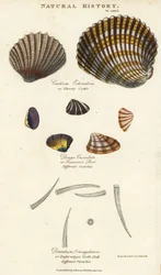 とげのあるザルガイ、Cardium echinatum、切頭形のパー、Donax crenulata、そして8本の隆起をもつツノガイ、Dentalium octangulatum。ジョン・メイソン・グッド著『Pantologia, a New Encyclopedia』、G. Kearsley、ロンドン所収、シデナム・エドワーズに基づく手彩色銅版画