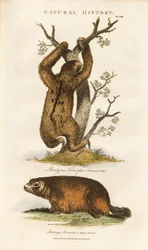 ナマケモノとアルパインマーモット