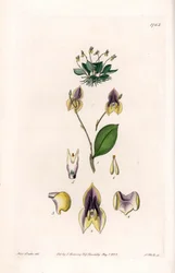 三つ歯のLepanthe - イギリスのSydenham Edwards（1768-1819）のBotanical Registerに掲載されているSarah Anne Drake（1803-1857）のイラストをS.Wattsがエングレービングしたプレート。