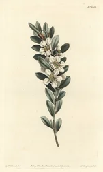 Tree a the or Australian myrtle - Coastal tea tree, Leptospermum laevigatum (Smooth fabricia, Fabricia laevigata).William Curtis